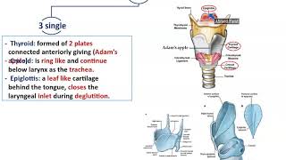 Anatomy of the Larynx  Dr Ahmed Farid [upl. by Georgia]