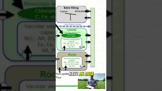 From The Field E4  Understanding the Source to Sink Unveiling the Secrets of Plant Nutrition [upl. by Adnak]