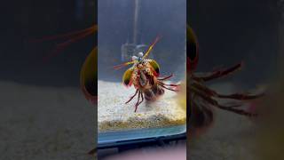 Giant MANTIS SHRIMP VS Crabs EPIC 1v1 [upl. by Nerual]