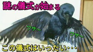 【カラスに缶】カラスに缶ジュースを与えてみた🍊 結果謎の儀式が始まった･･･💀 20180323、カラス [upl. by Aryam]