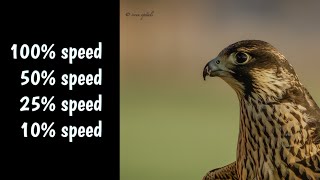 Peregrine Falcon with speed 😂  Slechtvalk met snelheid  Wanderfalke mit Geschwindigkeit [upl. by Pegasus]