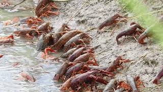 Red Swamp Crayfish AKA Crawfish exiting crawfish pond being drained St Landry Parish Louisiana [upl. by Mccurdy]