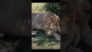 In the Wild Animal Adventures trending funnylion lion reelsshortvideo shorts wildlifememes [upl. by Jacinthe908]