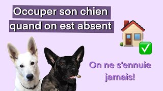 Comment occuper son chien quand il est seul [upl. by Rorke]