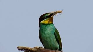 European beeeater nesting in Cyprus Merops apiaster Μελισσοφάγος [upl. by Bella563]