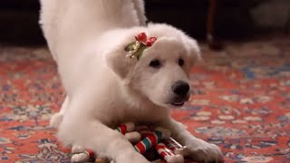 Santa Paws 2 Santa Pups Introduction movie tell GamerCassPlays [upl. by Tillfourd]