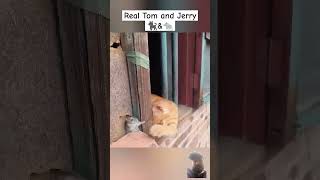 Real tom amp jarey [upl. by Catie]