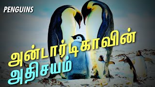 அழிவின் விளிம்பில் வாழும் பென்குயின்கள்  Penguins in Tamil [upl. by Aerdnahs711]