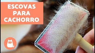 Tipos de escovas para cachorro  CUIDAR DO PELO [upl. by Ploch647]