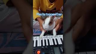 rabbit playing piano🎹 subscribe viralshorts [upl. by Mignonne]