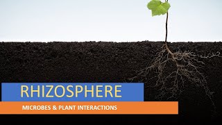 RHIZOSPHERE  PLANT SURFACE MICROORGANISMS  MICROBES amp PLANT INTERACTIONS  ENVIRONMENTAL MB [upl. by Hewie]