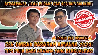 TIPS PEMILIHAN AROWANA AGAR TIDAK TERTIPU KETIKA MEMBELI BABY AROWANA❗️GARANSI IKAN BAGUS DIDANJO [upl. by Nawoj544]