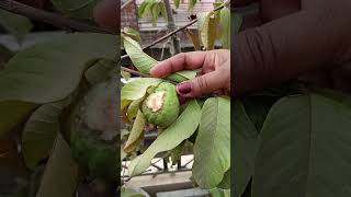 Harvesting 😍☘️ organicvegetables gardenplants explore nature trending viralshorts [upl. by Luben776]