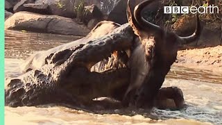 Underwater Ambush from Crocodile  BBC Earth [upl. by Aken]