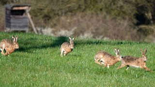 Hasenspaß am frühen Morgen  5 Feldhasen zwischen Notzingen und Hochdorf [upl. by Josy]