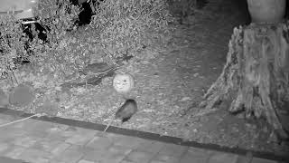 An Opossum checking out our Halloween pumpkin [upl. by Dirgni]