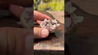 Succulent bonsai p5 bonsai india craft ideas usa trending shortvideo share succulent [upl. by Attenohs]