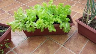 Como fazer uma mini horta em apartamento ou casa  horta em vaso  frutiferas em vaso [upl. by Coombs]