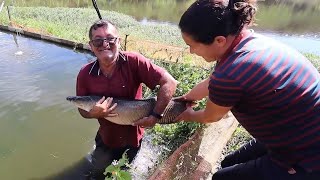 PESCANDO O PIRARUCU PARA CONFERIR O PESO [upl. by Ploss]