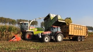 Loonwerk De Bruyne  Claas Jaguar 900 Fieldshuttle [upl. by Drofdeb]