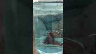 Half Moon Betta betta bettafish aquariumfish guppy mollyfish [upl. by Iror]