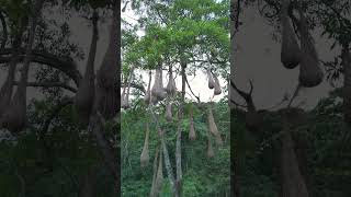 Crested oropendola nests amp the sunset birds nature trinidad [upl. by Feirahs]