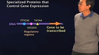 Transcription Factors  Robert Tjian BerkeleyHHMI [upl. by Nylirac841]