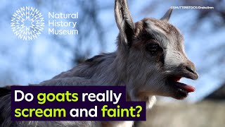 Do goats really scream and faint  Surprising Science [upl. by Mateusz]