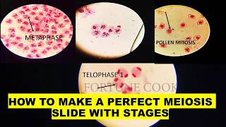 Phases of MEIOSIS  Stage identification and laboratory preparation from onion flower [upl. by Ecnav78]