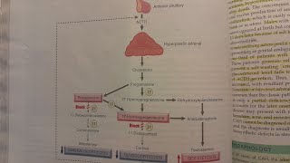 Adrenogenital Syndromes  SPECIAL PATHOLOGY [upl. by Adnaluoy]