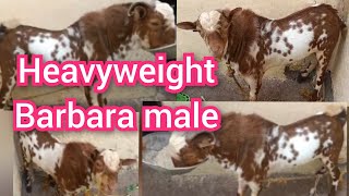 9182184955 A1 quality heavyweight agar male for sale in lalaguda secunderabad recommended [upl. by Halley]