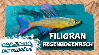 FILIGRANREGENBOGENFISCH  FISCHENZYKLOPÄDIE  Zoo Zajac [upl. by Gav]