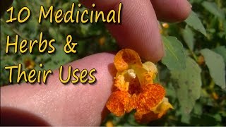 10 Medicinal Plants amp Their Uses [upl. by Mad]