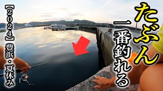 【2024年夏休み】失敗しない「豊浜釣り桟橋」のパーフェクトガイド [upl. by Ailekahs]