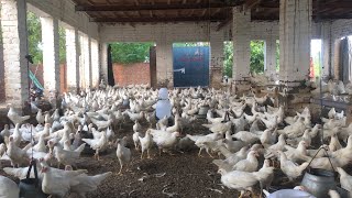 Poultry Farming in Pakistan  poultry farming egg production  part 16 [upl. by Pedaias388]