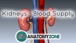 Blood Supply to the Kidneys  3D Anatomy Tutorial [upl. by Gretal778]