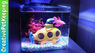 GloFish 3 Gallon Betta Aquarium Kit REVIEW [upl. by Nimajneb]