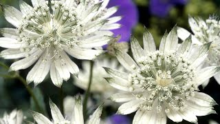 Bare root plants arrived  Astrantia Snow Star  Nora Barlow Aquilegia  Caladium Cranberry Star [upl. by Akinaj]