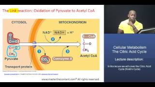 MCAT® Citric Acid Cycle Part 1  Acetyl CoA formation [upl. by Airamas549]