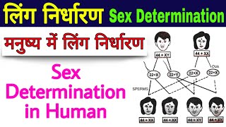 Genetics in hindi  human genetics  Gender Determination in human  biology science sk [upl. by Lerraj]