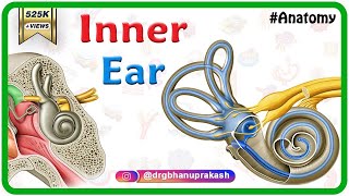 Inner ear Anatomy Animation  Cochlear component Vestibular component Semicircular component [upl. by Birgitta]