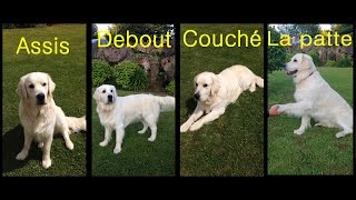 Tuto dressage 01  Assis Debout Couché La patte [upl. by Naves745]