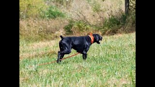 GSP Dogs amp Puppies Stud Services  3 bros same 7 gens of nstra champs 1 dog 2 pups PM Randy FRK [upl. by Suravaj712]