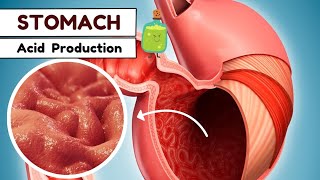 Stomach Acid  Gastrointestinal [upl. by Jelene]