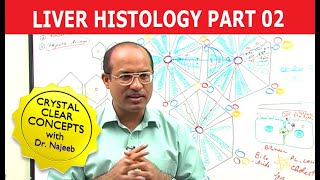 Hepatocytes  Liver Histology  Part 27 [upl. by Aneerahs]