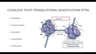 Histone Post Translational Modifications [upl. by Modern773]