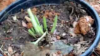 Propagating Comfrey Root Cuttings in Pots [upl. by Vena]