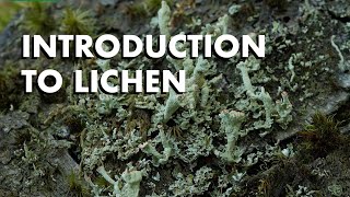 An Introduction to Lichen [upl. by Llerdnek]