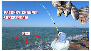 Fishing PACKERY CHANNEL JETTIES Sheepshead Fest Is a bigger rod BETTER Corpus Christi Texas [upl. by Anaillil57]