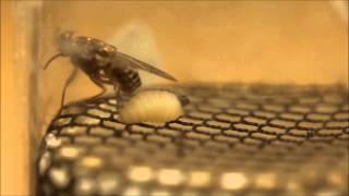 Female Tsetse Fly Giving Birth [upl. by Cumings548]